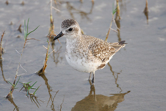 Grey Plover (Pluvialis squatarola) also known as Black-bellied Plover