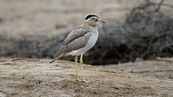 Peruvian Thick-knee (Burhinus superciliaris)