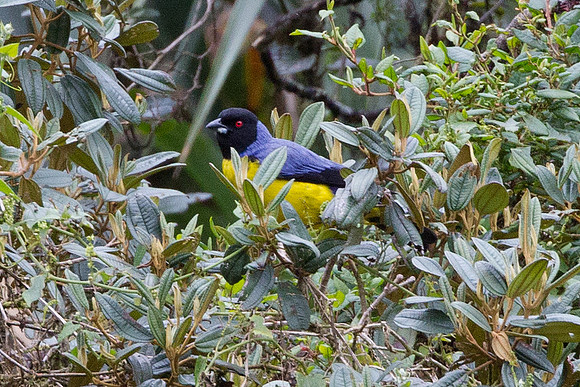 Hooded Mountain-tanager (Buthraupis montana)