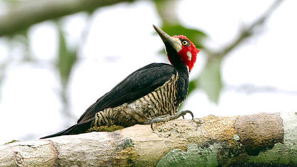 Crimson-crested Woodpecker (Campephilus melanoleucos)