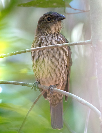 Tooth-billed bowerbird (Scenopoeetes dentirostris)