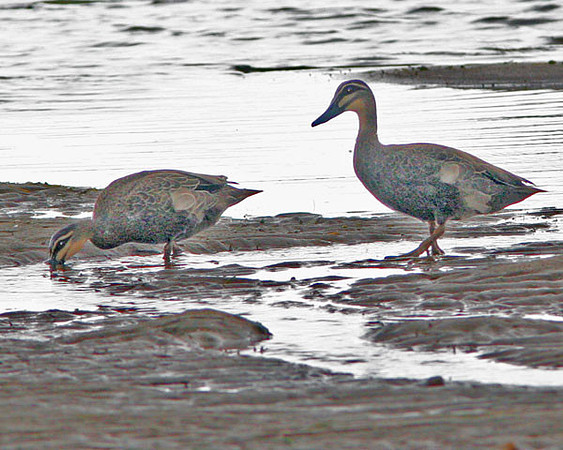 Pacific Black Duck (Anas superciliosa)