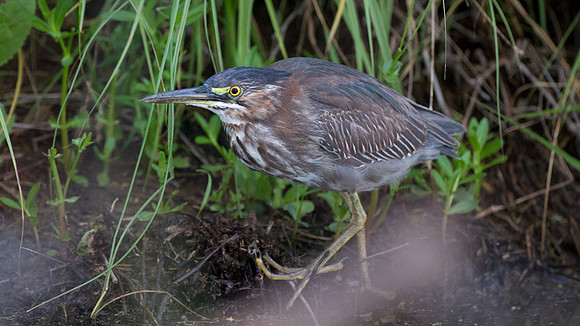 Green Heron (Butorides virescens)