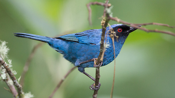 Masked Flowerpiercer (Diglossopis cyanea)