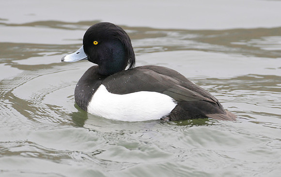 Tufted Duck (Aythya fuligula) male