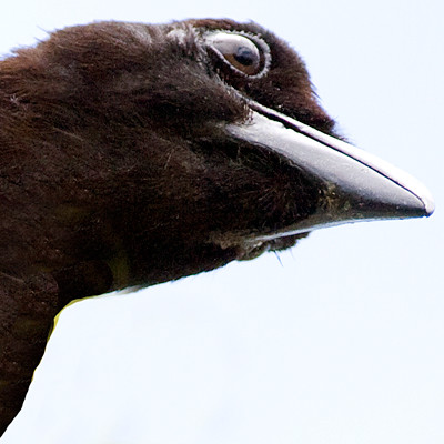 Yucatan Jay (Cyanocorax yucatanicus)