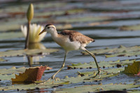Northern Jacana (Jacana spinosa) Juvenile