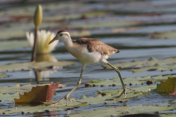 Northern Jacana (Jacana spinosa) Juvenile