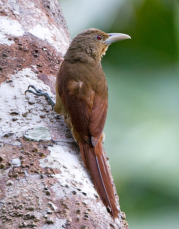 Cinnamon-throated Woodcreeper (Dendrexetastes rufigula)