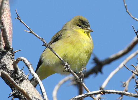 Lesser Goldfinch (Carduelis psaltria) also known as Dark-backed Goldfinch