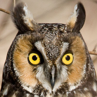 Long-eared Owl (Asio otus)