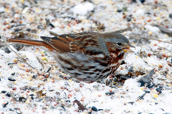 sparrow?