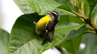 Bananaquit (Coereba flaveola)