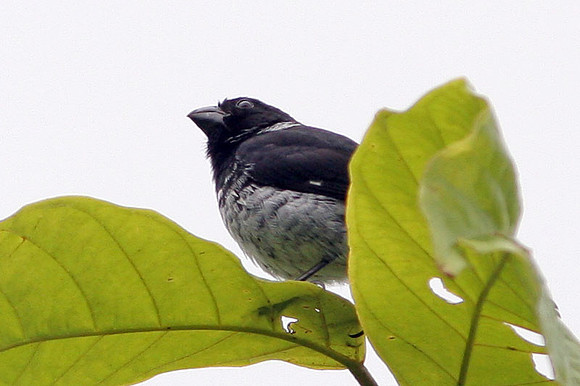 Variable Seedeater (Sporophila corvina)