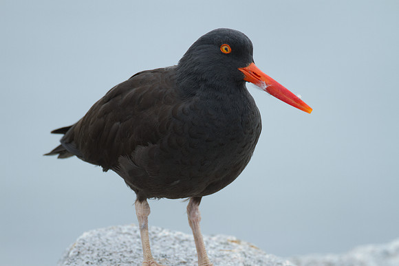 Black Oystercatcher (Haematopus bachmani)