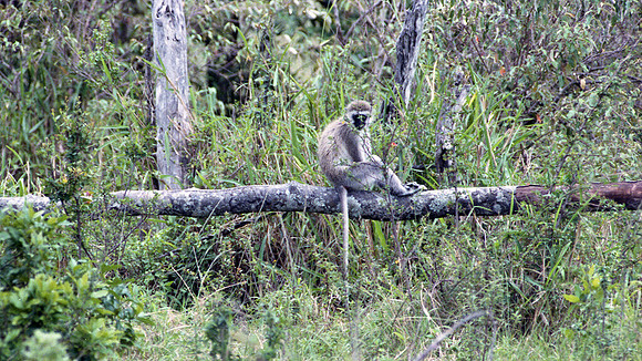 1988 Africa monkey img372