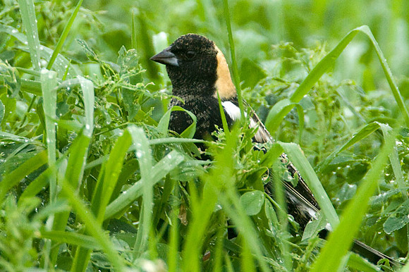 Bobolink (Dolichonyx oryzivorus)