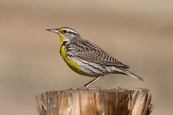 Western Meadowlark (Sturnella neglecta)