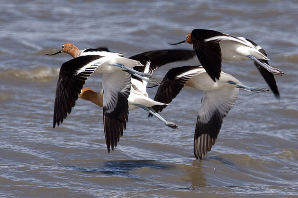 American Avocet (Recurvirostra americana)