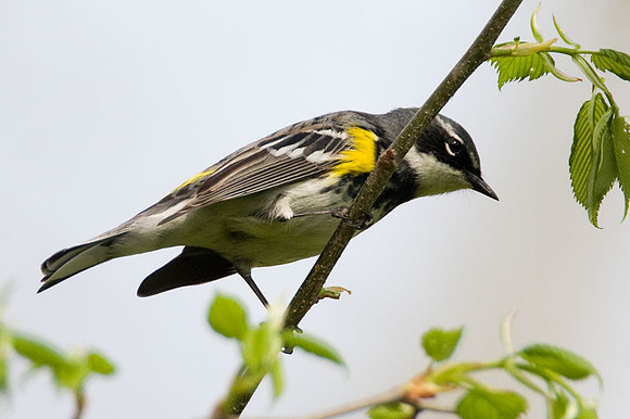 Yellow-rumped Warbler (Dendroica coronata)
