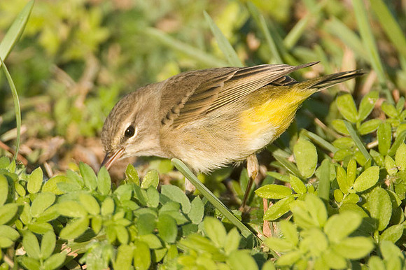 Palm Warbler (Dendroica palmarum)