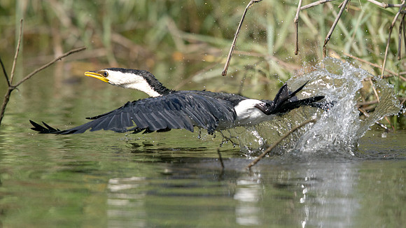 Australian pied cormorant (Phalacrocorax varius)