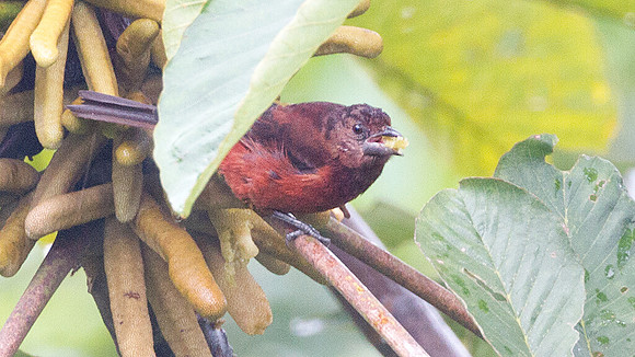 Silver-beaked Tanager (Ramphocelus carbo)