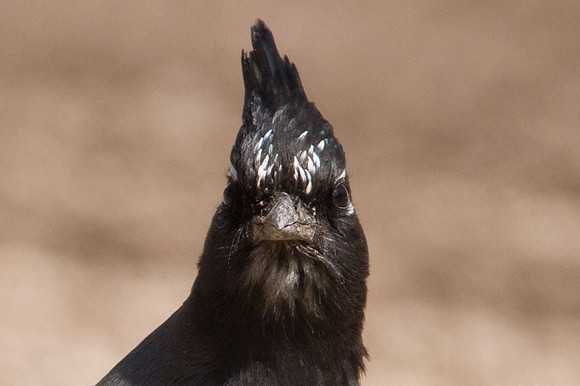 Steller's Jay (Cyanocitta stelleri)