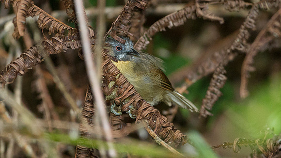 Grey-throated Babbler (Stachyris nigriceps)