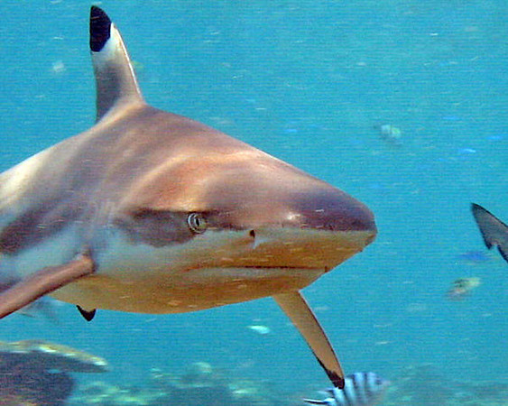 Blacktip Reef Shark (Carcharhinus melanopterus)