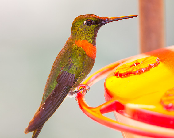 Gould's Jewelfront (Heliodoxa aurescens)