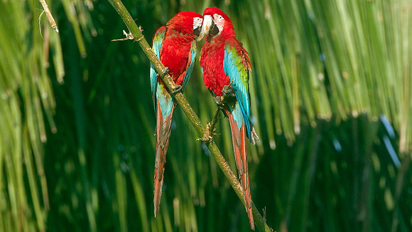 Red-and-green Macaw (Ara chloropterus)