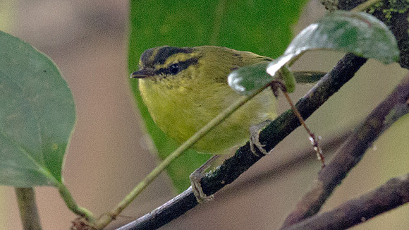 Mountain leaf warbler (Phylloscopus trivirgatus)