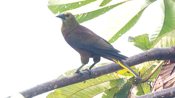 Russet-backed Oropendola (Psarocolius angustifrons)