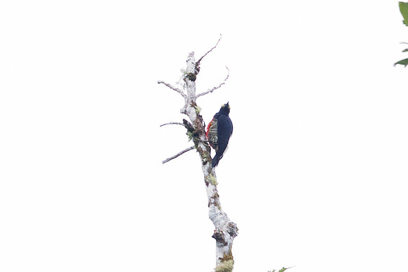 Yellow-tufted Woodpecker (Melanerpes cruentatus)
