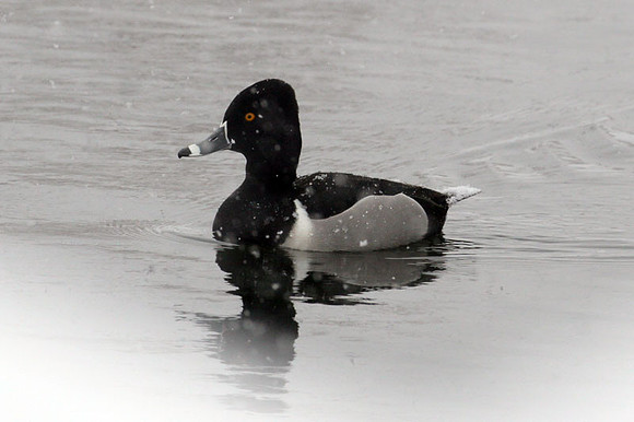 Ring-necked Duck (Aythya collaris)