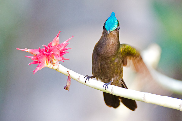Antillean Crested Hummingbird (Orthorhyncus cristatus)