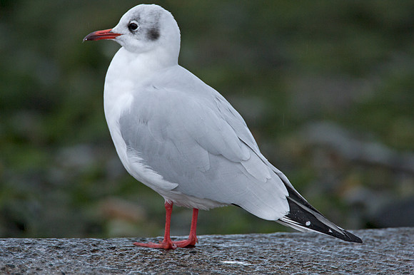 Black-headed Gull (Chroicocephalus ridibundus)