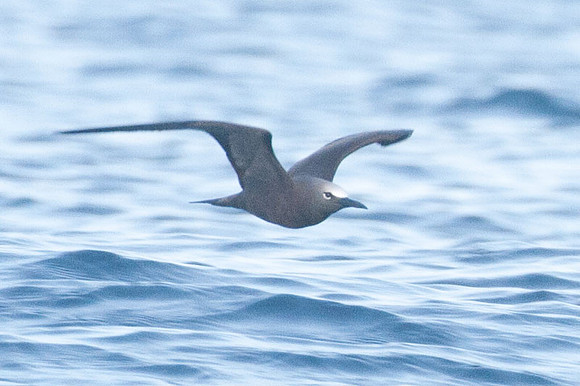 Brown Noddy (Anous stolidus) also known as Common Noddy