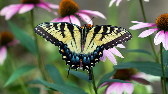 Eastern Tiger Swallowtail (Papilio glaucus)