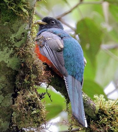 Collared Trogon (Trogon collaris)
