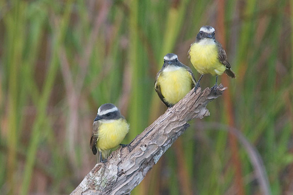 Social Flycatcher (Myiozetetes similis)
