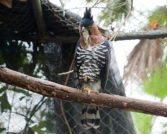 Ornate Hawk-Eagle (Spizaetus ornatus) captive
