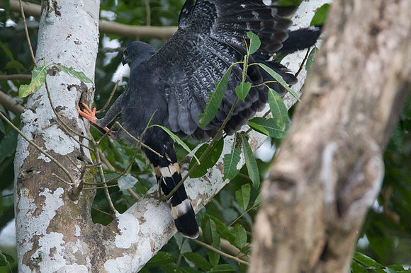 Crane Hawk (Geranospiza caerulescens)