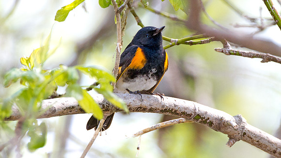 American Redstart (Setophaga ruticilla)