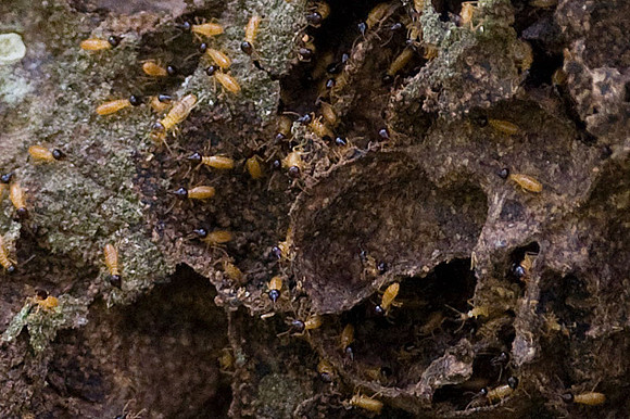 Termites