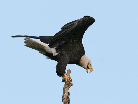 Bald Eagle (Haliaeetus leucocephalus)