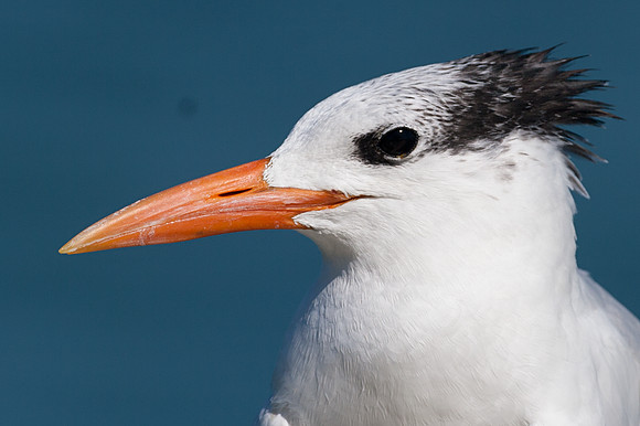 Royal Tern (Thalasseus maximus)