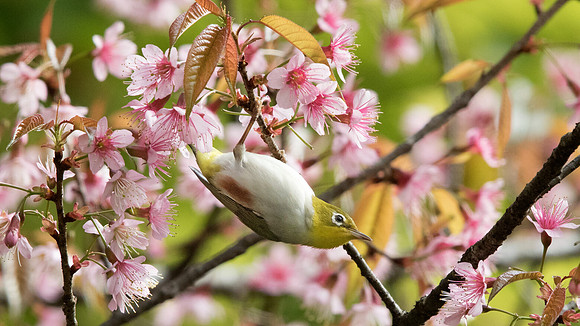 Chestnut-flanked white-eye (Zosterops erythropleurus)
