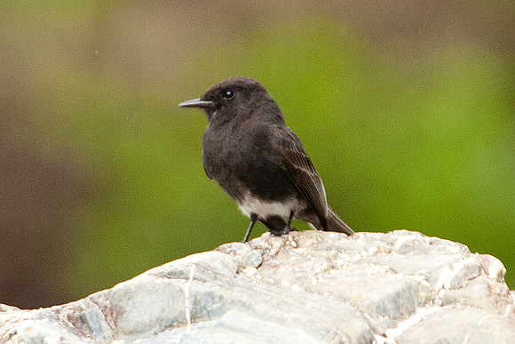 Black Phoebe (Sayornis nigricans)